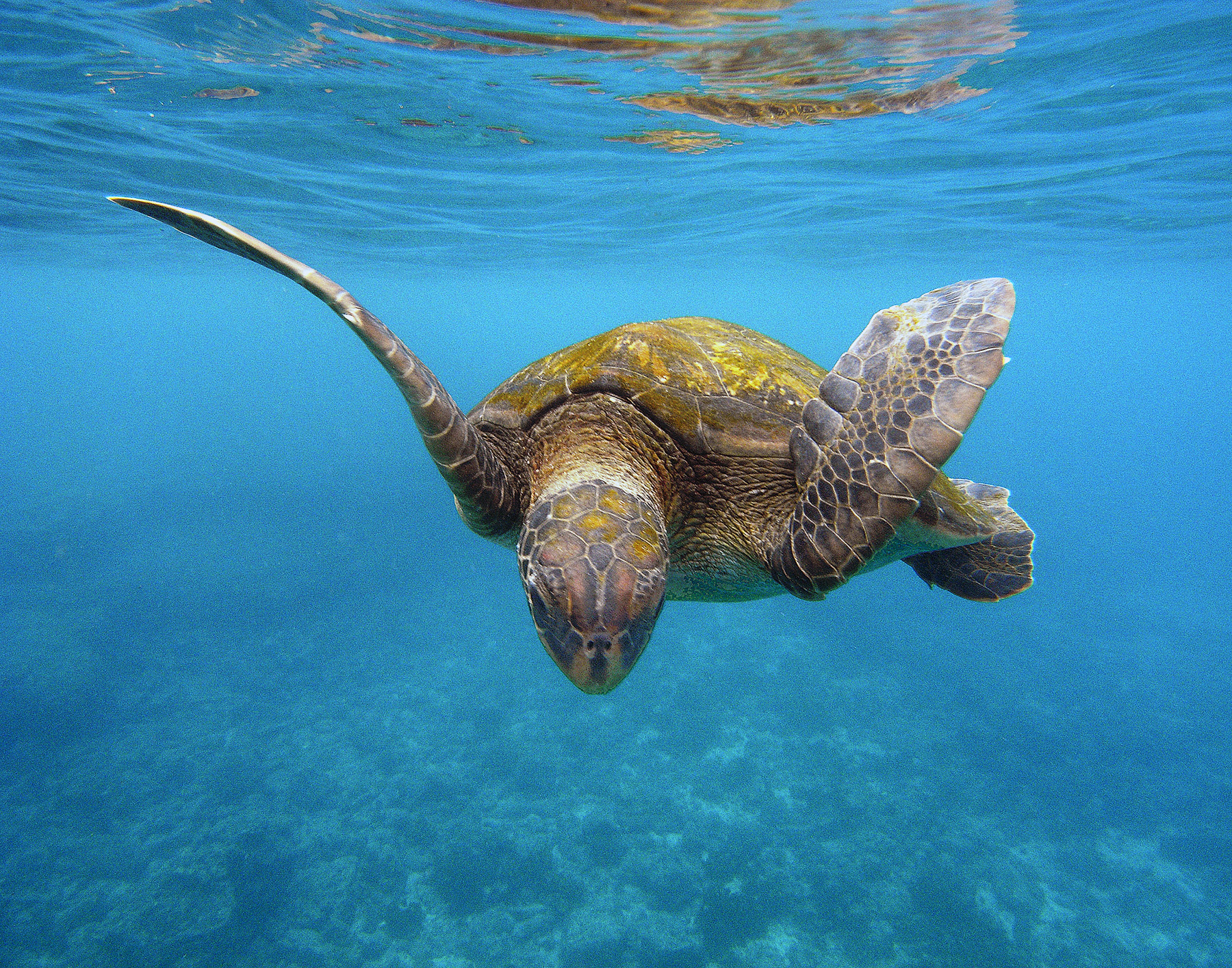 Green Sea Turtle | Shutterbug